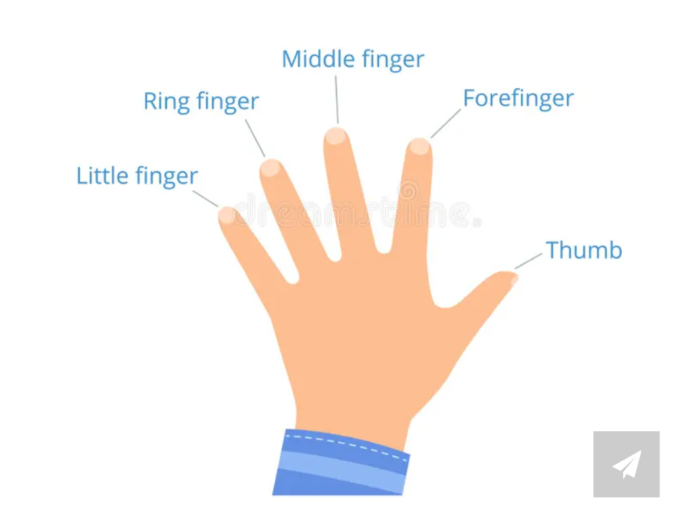 names of fingers in a plain sheet