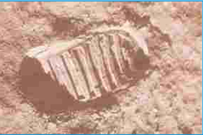 Robinson Crusoe Discovers a Footprint Question Answer